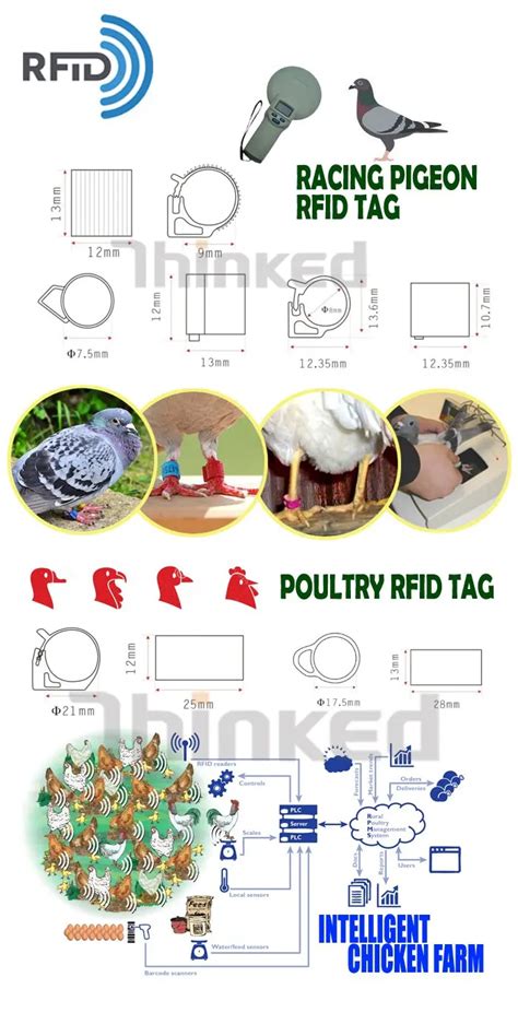 rfid tracking chickens|tracking chickens ankle.